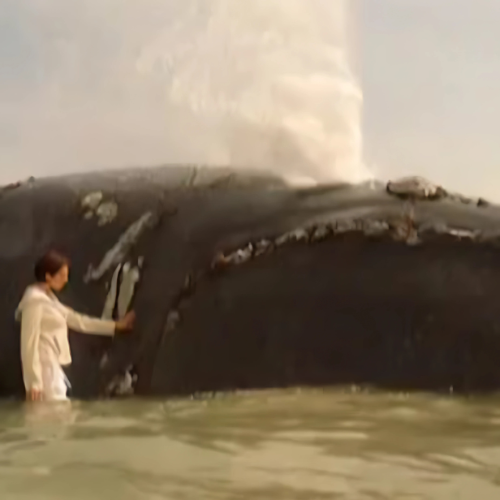 untitled design (17)